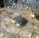 Black Pudding