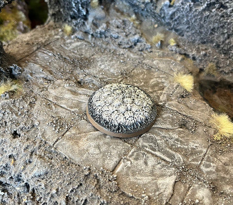 White Pudding