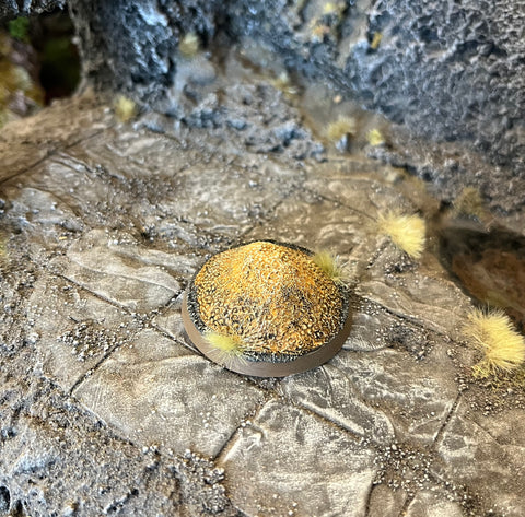 Yellow mould